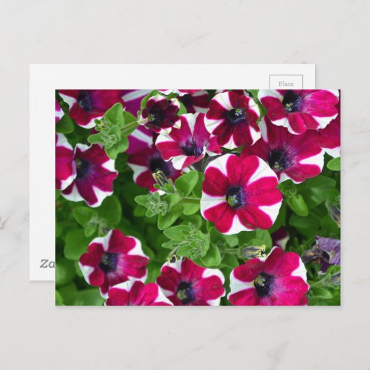 ペト赤と白ストライプのニア ポストカード (正面/裏面)