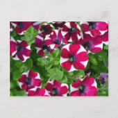 ペト赤と白ストライプのニア ポストカード (正面)