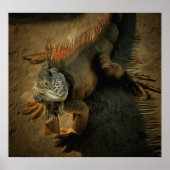 ペドロ・ザ・イグアナ0768アートプリント ポスター (正面)