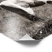 ペニシスタイルホース フォトプリント            (角)