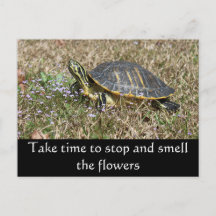 ペニンシュラカメ