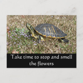 ペニンシュラカメ ポストカード