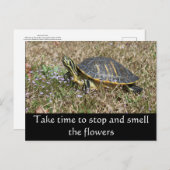 ペニンシュラカメ ポストカード (正面/裏面)