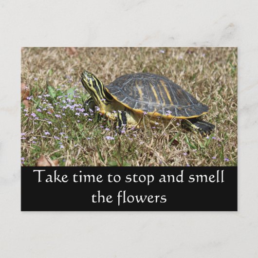 ペニンシュラカメ ポストカード (正面)