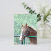 ペニーオールガル ポストカード (スタンド正面)