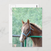 ペニーオールガル ポストカード (正面/裏面)