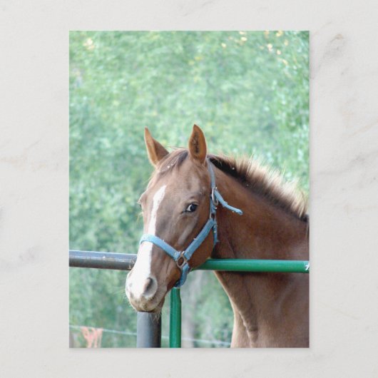 ペニーオールガル ポストカード (正面)