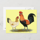 ペネデセンカチキンズ ポストカード (正面/裏面)