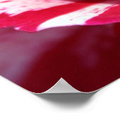 ペパーミントバラ ポスター (角)