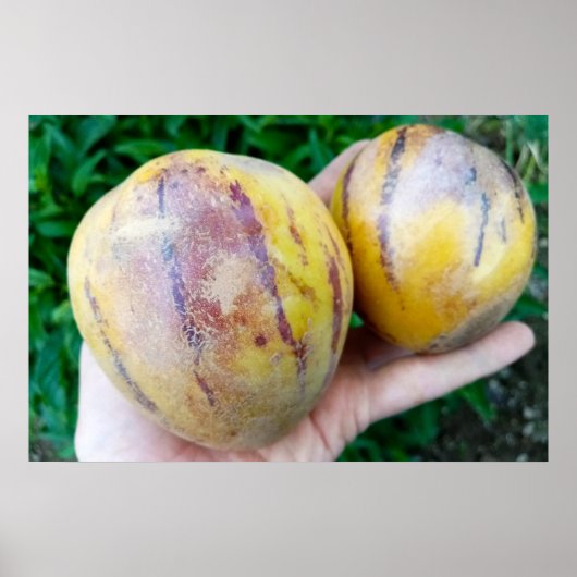 ペピーノメロンの果実 ポスター (正面)