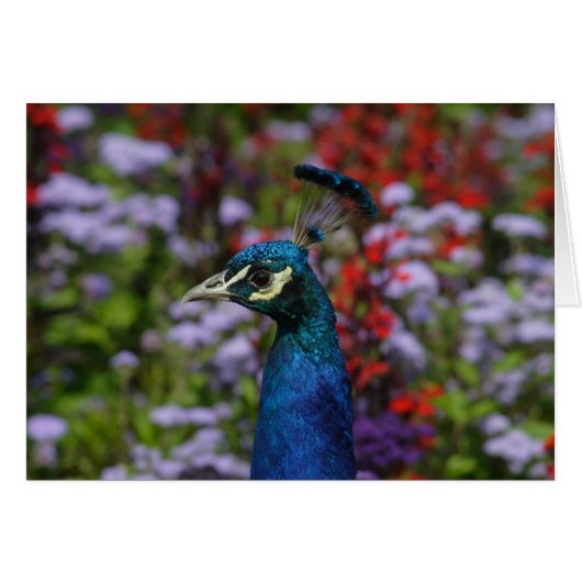 ペフクロウ (正面横)