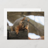 ペフト ポストカード (正面/裏面)