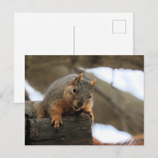 ペフト ポストカード (正面/裏面)