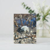 ペブルビーチ2 ポストカード (スタンド正面)