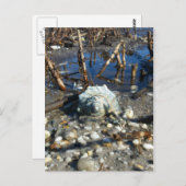 ペブルビーチ2 ポストカード (正面/裏面)