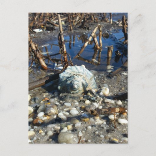 ペブルビーチ2 ポストカード (正面)