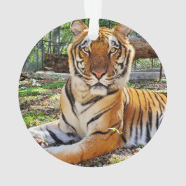 ペプシ –  オーナメント