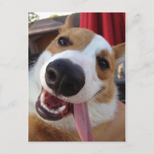 ペム赤と白ブレークウェルシュコーギー ポストカード (正面)