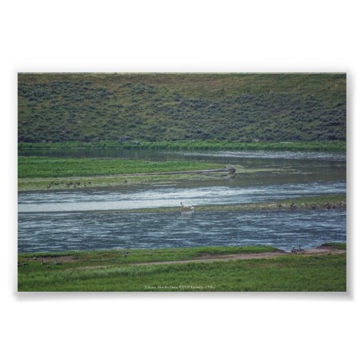 ペリカンがゲーゼに参加 フォトプリント            (正面)