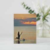 ペリカンが夕日に離陸する湾岸海岸フロリダ ポストカード (スタンド正面)