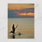 ペリカンが夕日に離陸する湾岸海岸フロリダ ポストカード (正面)