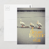 ペリカンとアホウドリの大きな夢 ポストカード (正面/裏面)