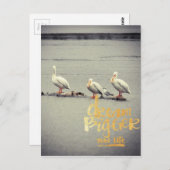 ペリカンとカモメの夢を大きく ポストカード (正面/裏面)