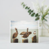 ペリカンとカモメ ポストカード (スタンド正面)