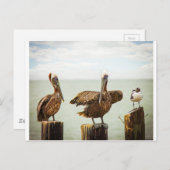 ペリカンとカモメ ポストカード (正面/裏面)