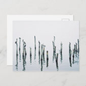 ペリカンと海鳥の反射 ポストカード (正面/裏面)