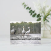 ペリカンと鵜 ポストカード (スタンド正面)