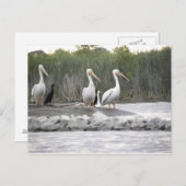 ペリカンと鵜 ポストカード (正面/裏面)