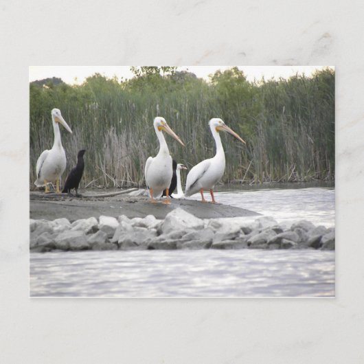 ペリカンと鵜 ポストカード (正面)