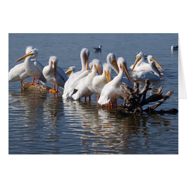 ペリカンのうたた寝カード5X7 (正面横)