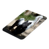 ペリカンのプレエンまでの時間、磁石 マグネット (左側)