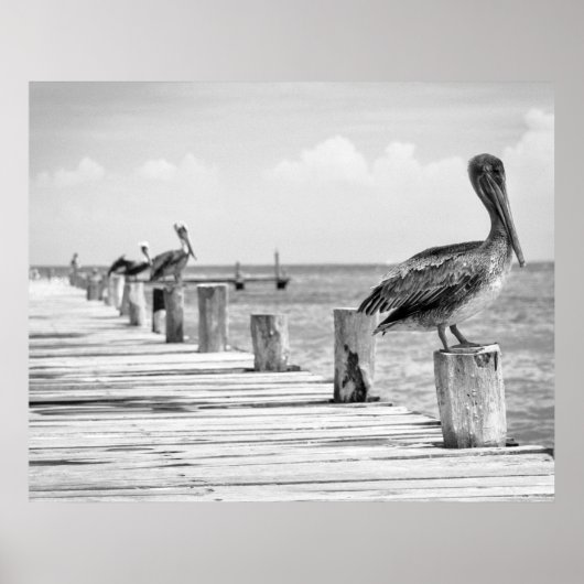 ペリカンのポスター ポスター (正面)