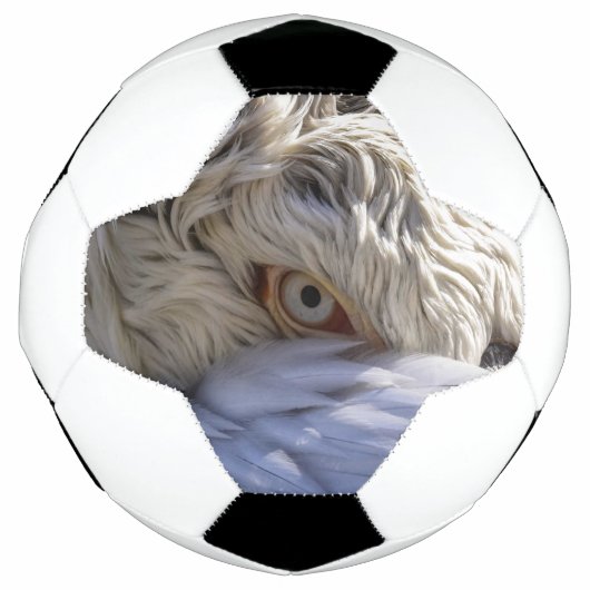 ペリカンの目 サッカーボール (正面)