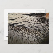 ペリカンの羽抽象芸術自然写真 ポストカード (正面/裏面)