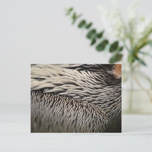 ペリカンの羽抽象芸術自然写真 ポストカード (スタンド正面)