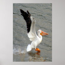 ペリカンの翼