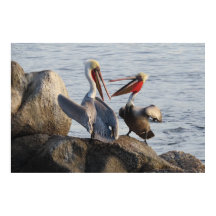 ペリカンの議論 – それともジョークだったか?