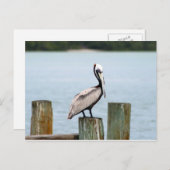 ペリカンの郵便はがき ポストカード (正面/裏面)