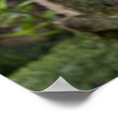 ペリカンの静寂A魅惑的な視線 ポスター (角)