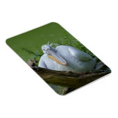 ペリカンの静寂A魅惑的な視線 マグネット (右側)