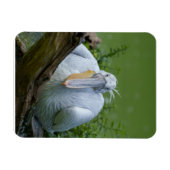 ペリカンの静寂A魅惑的な視線 マグネット (横)