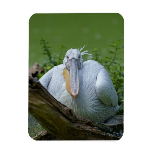 ペリカンの静寂A魅惑的な視線 マグネット (縦)