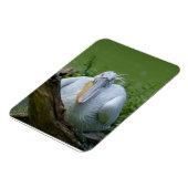 ペリカンの静寂A魅惑的な視線 マグネット (左側)