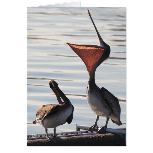 ペリカンの鳥の野性生物動物 (正面)