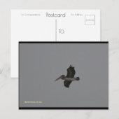 ペリカンアットミラマー | ブルービーチソング™はがき ポストカード (正面/裏面)