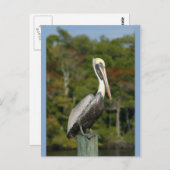 ペリカンオンブルー ポストカード (正面/裏面)